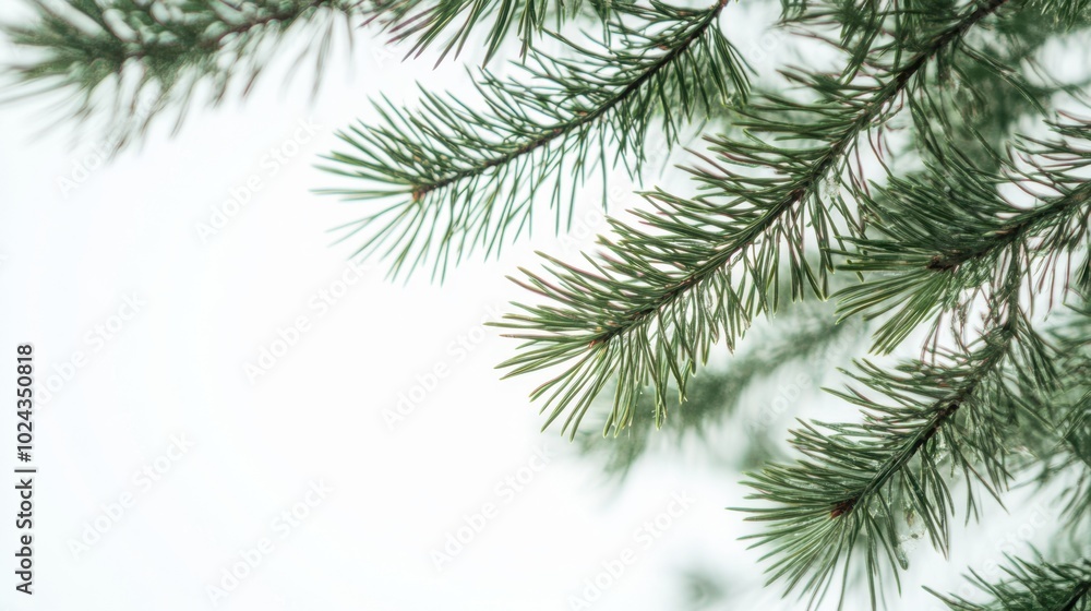 The Green Pine Tree Branches The Green Pine Tree Branches