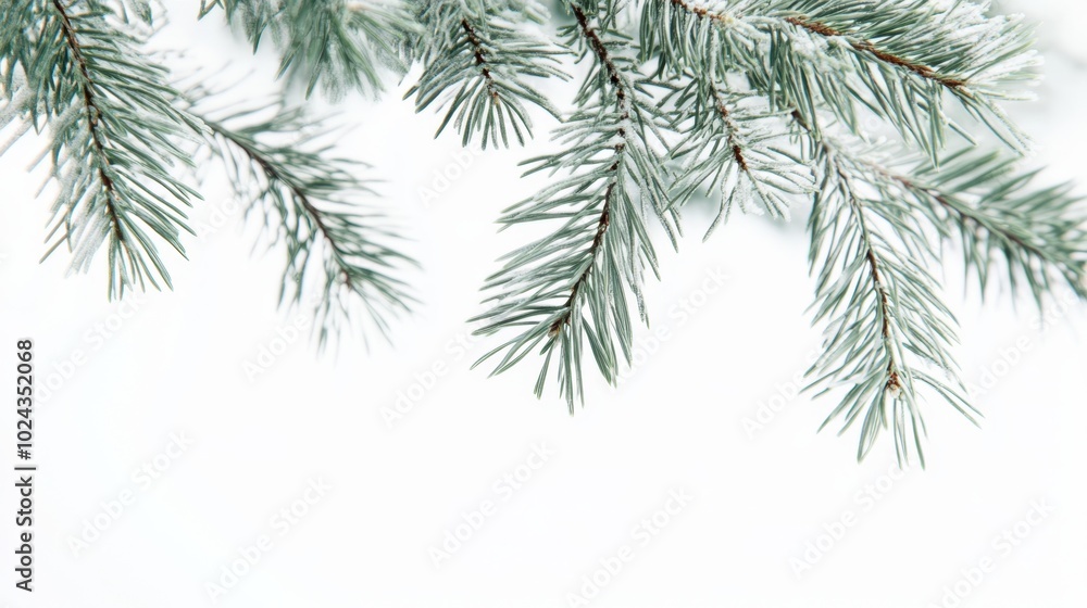 Obraz premium The Frosted Pine Branches