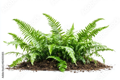 Green leaves Hawaiian Laua'e fern or Wart fern tropical foliage plant bush on ground with dead photo