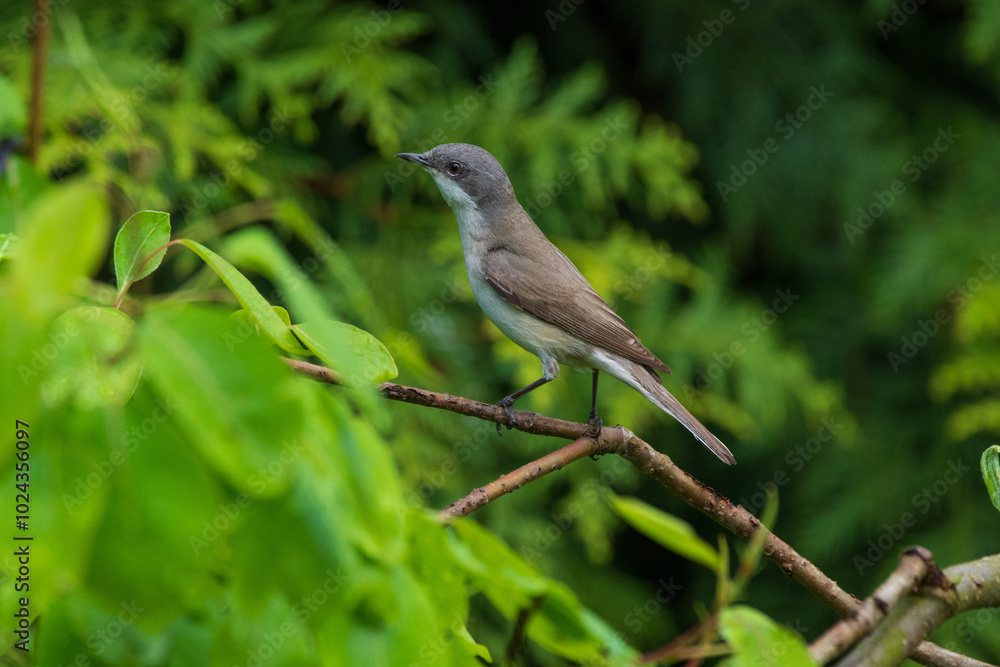 Spotted flycatcher in spring against a green background Spotted flycatcher in spring against a green background