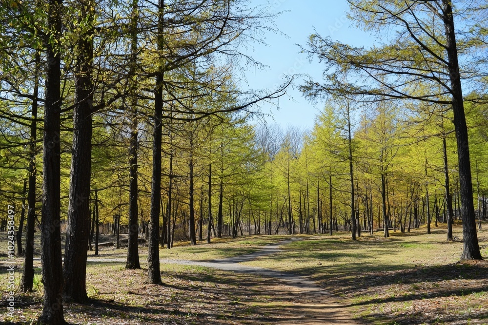 Fototapeta premium Tranquil path winding through vibrant green trees in a serene forest during springtime