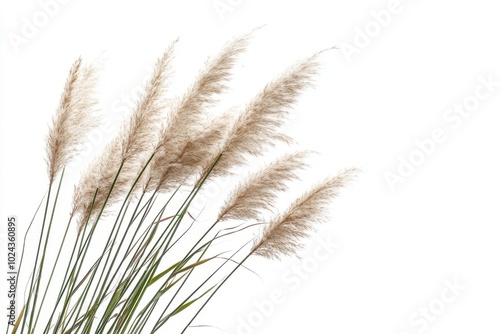 Ornamental grass isolated on white background