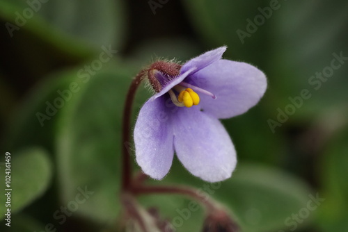 small purple flower on the green background