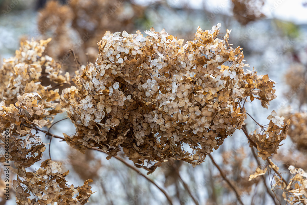 The withered inflorescences of a hydrangea are covered with snow.