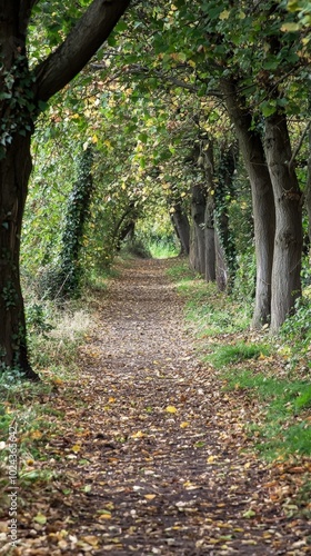 Serene autumn pathway lined with trees showcasing vibrant foliage in a peaceful forest