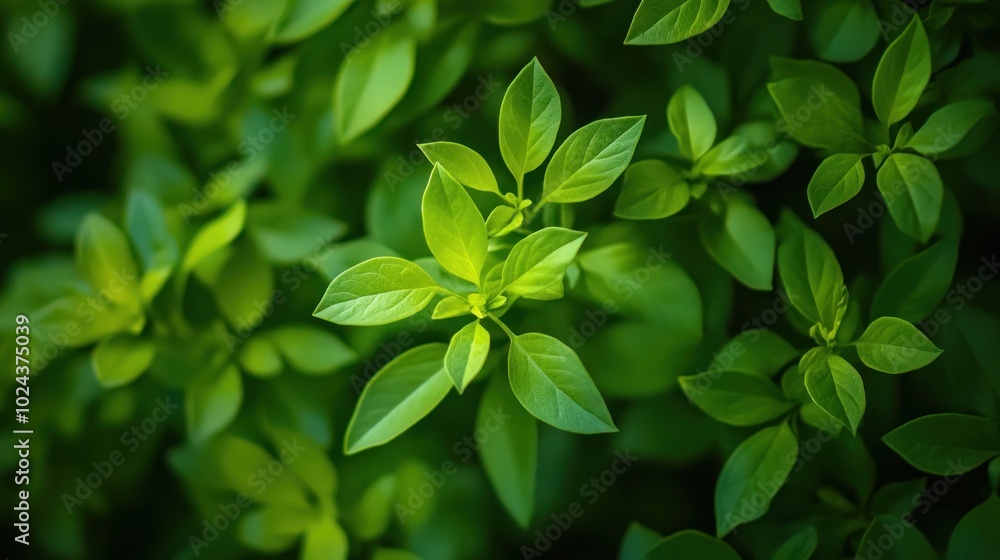 Vibrant Green Leaves Vibrant Green Leaves