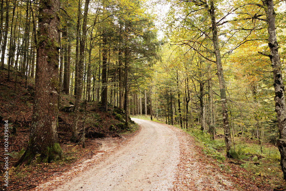vista panoramica di una strada sterrata che passa dentro ad un bosco nelle montagne della Slovenia occidentale, di giorno, a inizio autunno vista panoramica di una strada sterrata che passa dentro ad un bosco nelle montagne della Slovenia occidentale, di giorno, a inizio autunno