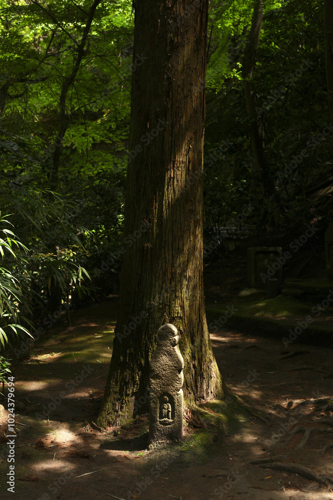 Naklejka premium 鎌倉の花、桜、春、グリーン、大仏、寺