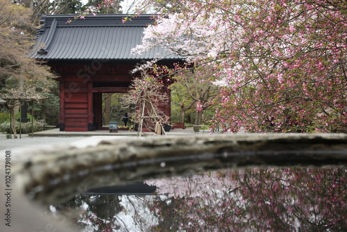 鎌倉の花、桜、春、グリーン、大仏、寺 photo