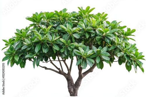 Tropical plant flower bush shrub green tree isolated on white background with clipping path