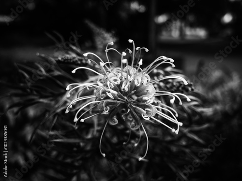 Black and white grevillea flower photo