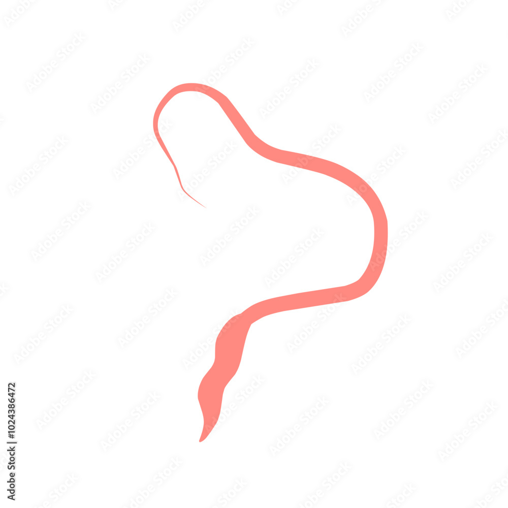 Whipworm Vector Illustration Whipworm Vector Illustration