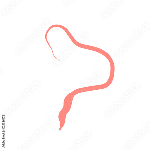 Whipworm Vector Illustration  photo