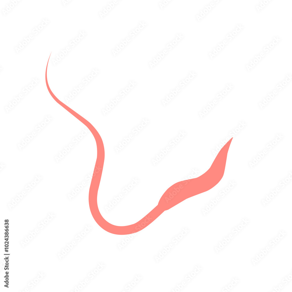Whipworm Vector Illustration Whipworm Vector Illustration