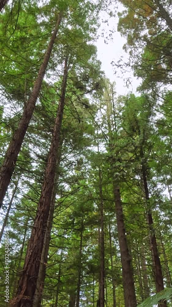 Tilt down from canopy to ground in a forest full of tall redwood pine trees, Rotorua, New Zealand - vertical format Tilt down from canopy to ground in a forest full of tall redwood pine trees, Rotorua, New Zealand - vertical format