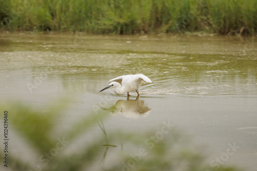 dettagli in primo piano di una garzetta bianca mentre caccia pesci piccoli ed insetti nell'acqua bassa, in una palude, di giorno, in autunno photo