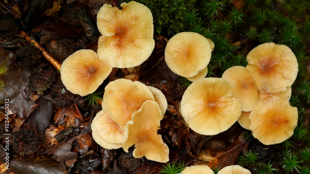 Mushroom (Flammulina velutipes), cresa in the forest, close-up photo Mushroom (Flammulina velutipes), cresa in the forest, close-up photo