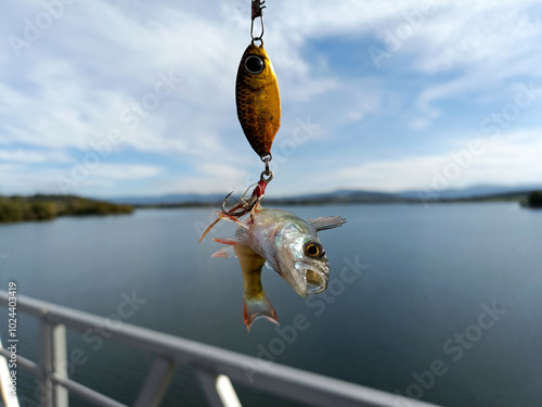 a small fish that attacked a spoon hangs on a fishing hook against the backdrop of a reservoir