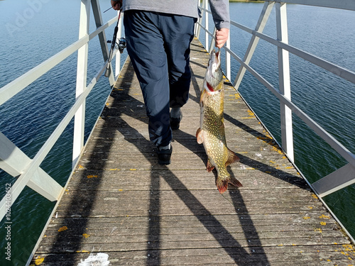 A fisherman drags a pike along the ground, crossing a pedestrian bridge over a lake photo