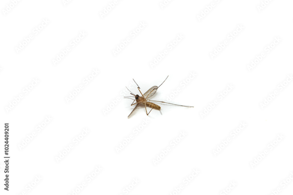 One dead mosquito on white background, soft focus close up