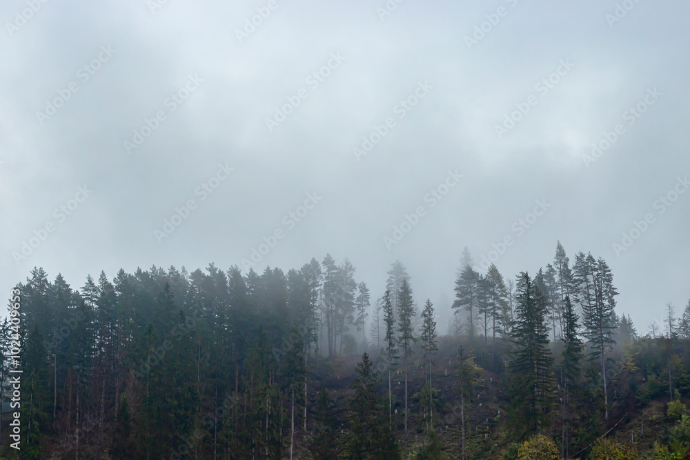 Fototapeta premium Pine forest hill on a gloomy rainy day, abstract weather backdrop