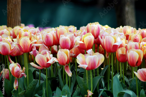 pink and white tulips