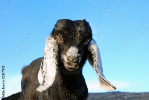 cute baby goat