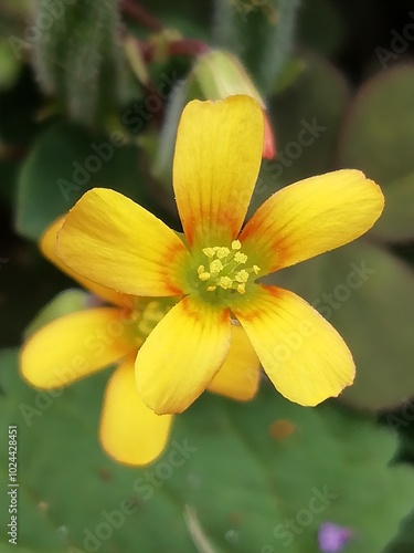Oxalis corniculata. La acedera. Acederita. Chulco. 
