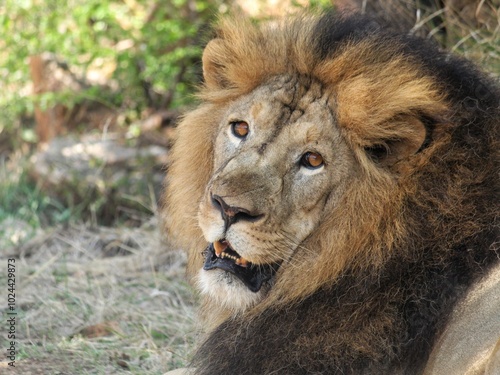 Asiatic Lion photo