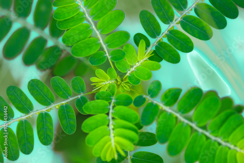 Phyllanthus urinaria in the forest photo