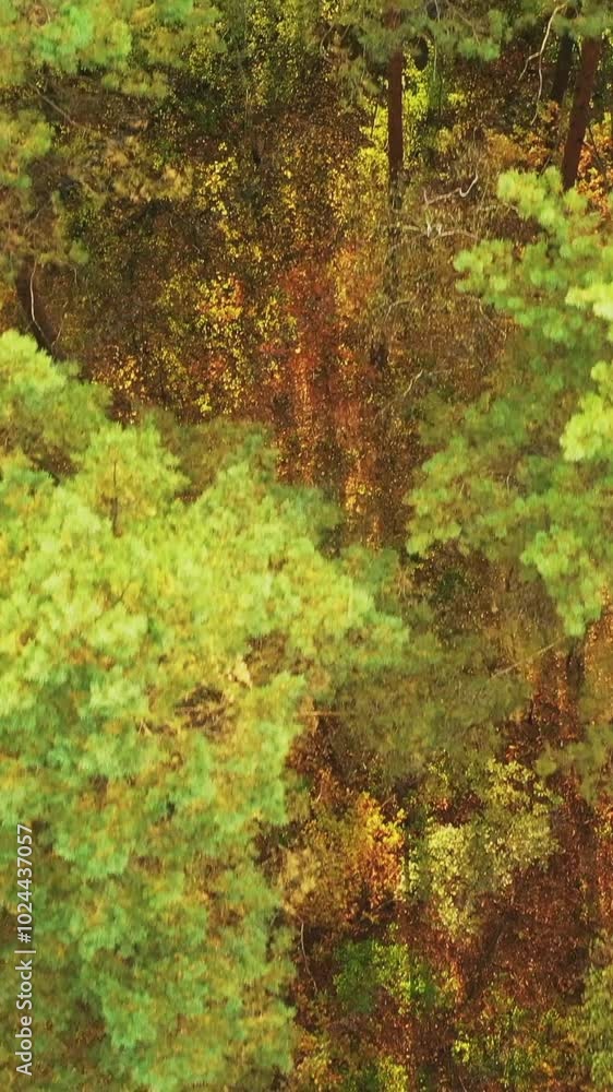 Aerial View Of Green Forest Landscape. Top View In Autumn Evening. Natural Backdrop Background Of Coniferous Forest. Drone View. Bird's Eye View. Close Up Pine Spruce Crowns. Aerial View Of Green Forest Landscape. Top View In Autumn Evening. Natural Backdrop Background Of Coniferous Forest. Drone View. Bird's Eye View. Close Up Pine Spruce Crowns.