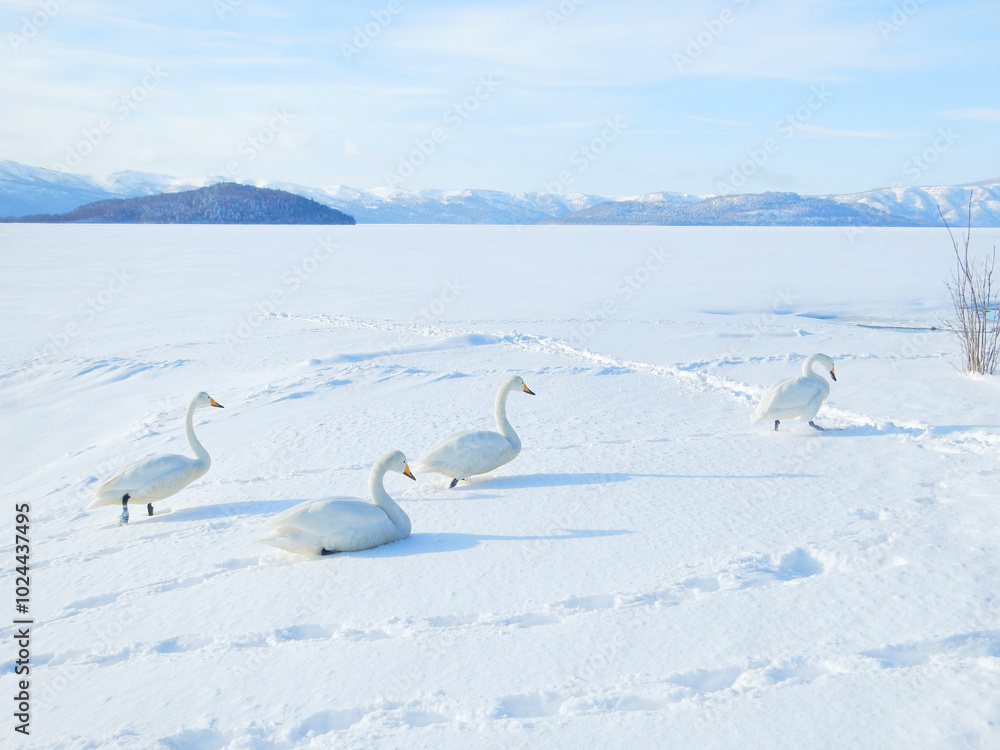 Whooper swans walking on the snow in Teshikagako, Hokkaido, Japan Whooper swans walking on the snow in Teshikagako, Hokkaido, Japan