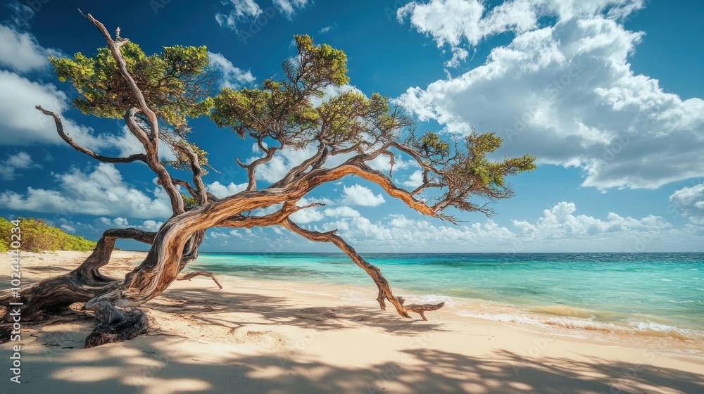 A lone tree with twisted branches leans over a white sandy beach A lone tree with twisted branches leans over a white sandy beach