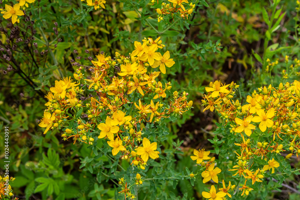 flowers of Saint Johns wort, Hypericum perforatum flowers of Saint Johns wort, Hypericum perforatum
