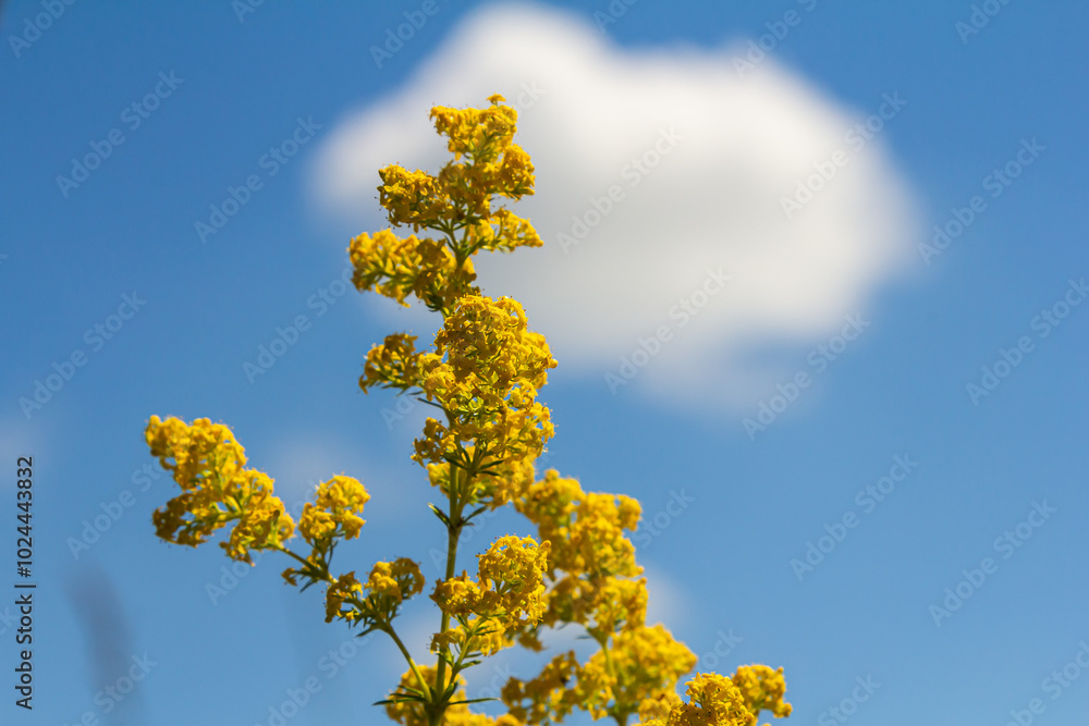 Closeup yellow flowers of lady's bedstraw, yellow bedstraw Galium verum in a Dutch garden. Family Rubiaceae. Summer, August, Netherlands Closeup yellow flowers of lady's bedstraw, yellow bedstraw Galium verum in a Dutch garden. Family Rubiaceae. Summer, August, Netherlands