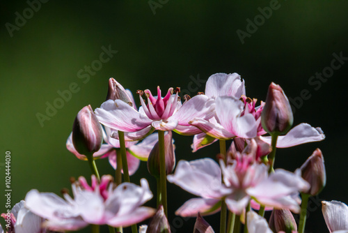 Photo butomus umbellatus flower burchardia, macro photo, forest water lily flower, summer spring, botany, background pink photo