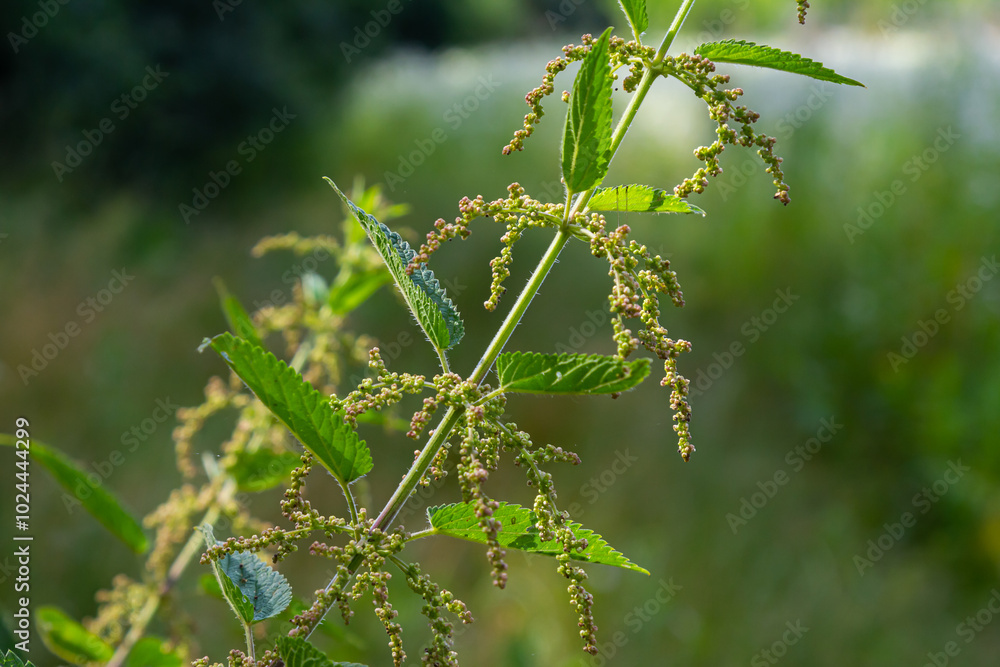 Urtica dioica or stinging nettle, in the garden. Stinging nettle, a medicinal plant that is used as a bleeding, diuretic, antipyretic, wound healing, antirheumatic agent Urtica dioica or stinging nettle, in the garden. Stinging nettle, a medicinal plant that is used as a bleeding, diuretic, antipyretic, wound healing, antirheumatic agent