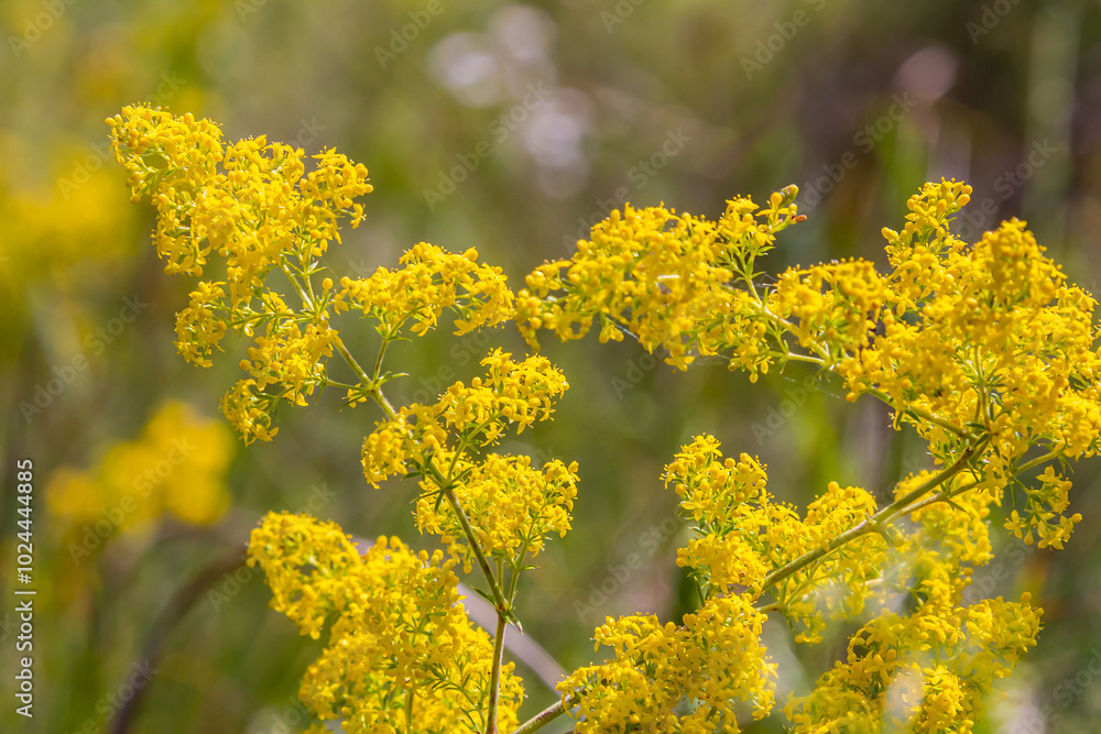 Closeup yellow flowers of lady's bedstraw, yellow bedstraw Galium verum in a Dutch garden. Family Rubiaceae. Summer, August, Netherlands Closeup yellow flowers of lady's bedstraw, yellow bedstraw Galium verum in a Dutch garden. Family Rubiaceae. Summer, August, Netherlands