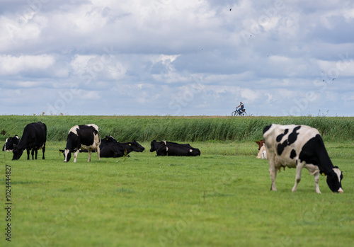 Vacas en el campo con ciclistas al fondo en bicicleta un dia soleado con cielo con nubes