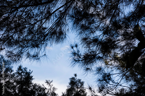 Quadro su tela cielo azul y ramas de arboles