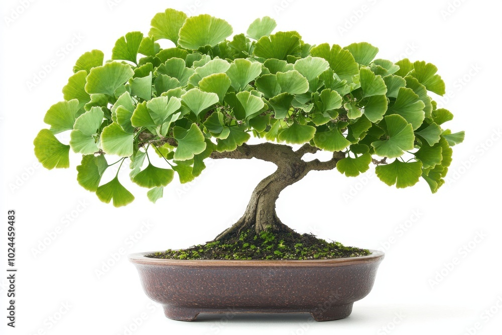 A Ginkgo bonsai tree in a ceramic pot isolated on a white background A Ginkgo bonsai tree in a ceramic pot isolated on a white background