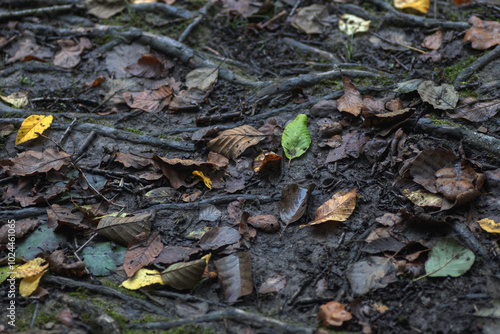 roots of a tree