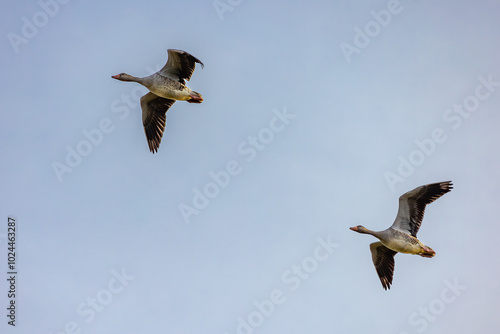 geese flying in the sky