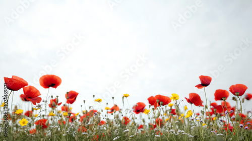 Colorful meadow of wildflowers in springtime.