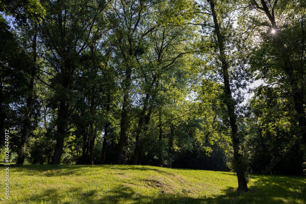 the sun shines through the green foliage of the trees in spring the sun shines through the green foliage of the trees in spring