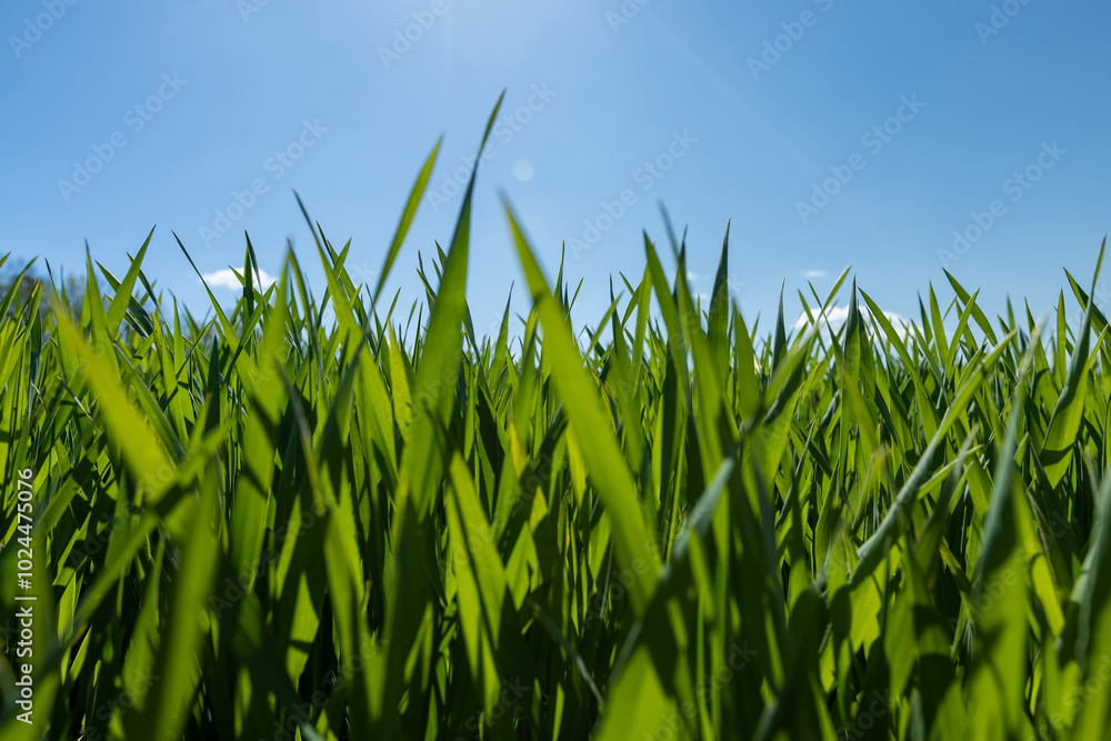 Fototapeta premium green wheat sprouts in a farmer's field