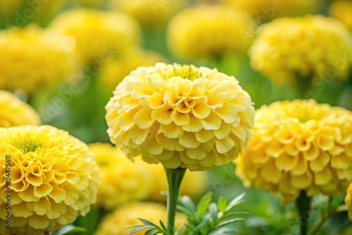 Macro close-up of pale yellow marigold flowers blooming brightly in garden