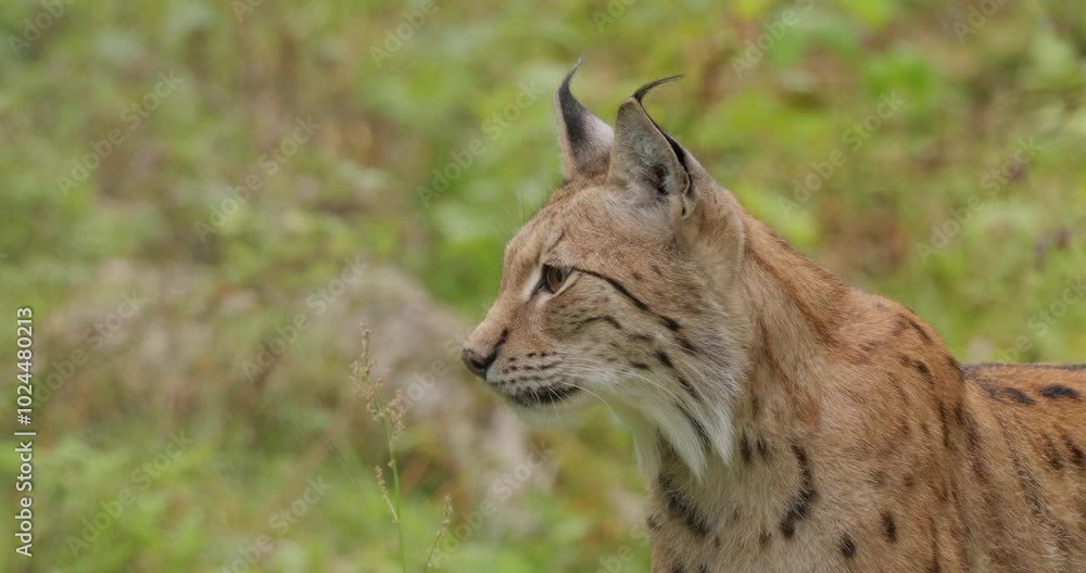 The Eurasian lynx (Lynx lynx) in the forest. The Eurasian lynx (Lynx lynx) in the forest.