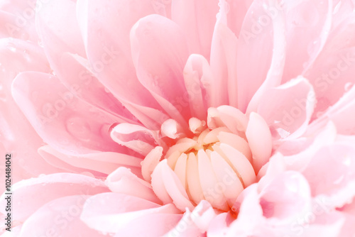 Beautiful pink chrysanthemum flower with water drops as background, macro view