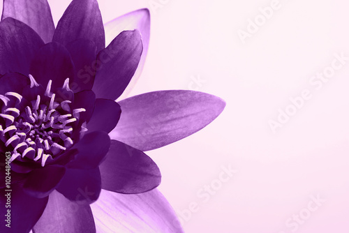 Beautiful purple lotus flower on light background, closeup. Space for text photo